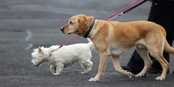 英国式家庭犬トレーニング技法を習得！ドッグトレーナー通信講座とは